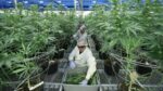 Cannabis Cultivation